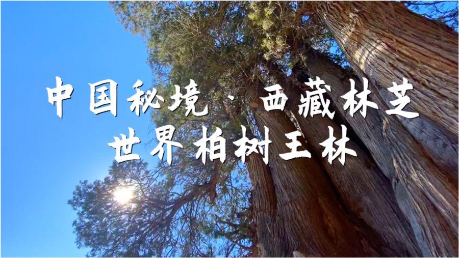 丧尸围城